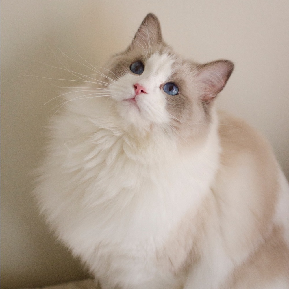 Meet your Posher, Jasmine